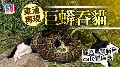 蛇吞貓店長｜東涌再現吞貓巨蟒 網民：食第二隻貓